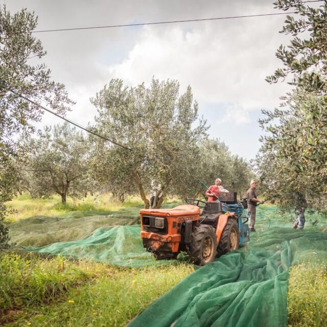 Olio Nocerino - Azienda Agricola / Galatina