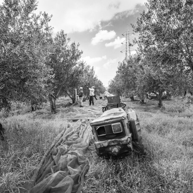 Olio Nocerino - Azienda Agricola / Galatina