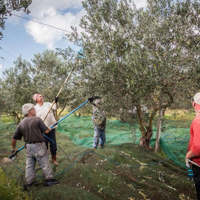 Olio Nocerino - Azienda Agricola / Galatina
