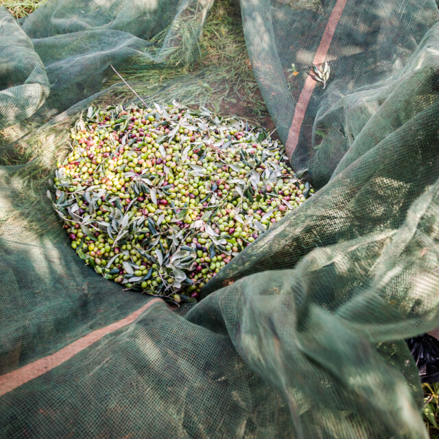 Olio Nocerino - Azienda Agricola / Galatina