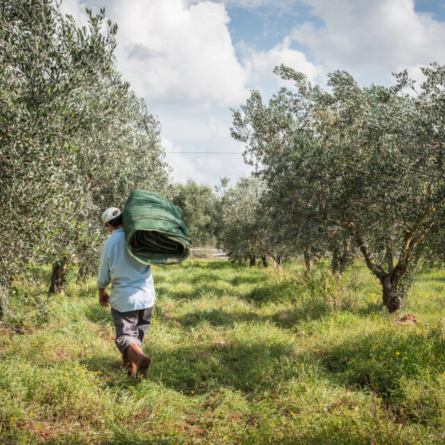 Olio Nocerino - Azienda Agricola / Galatina
